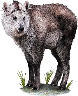 Japan Prints: Japanese Serow