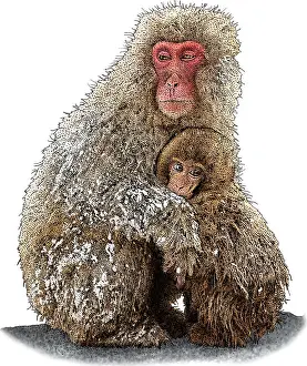 Macaca Prints: Japanese Snow Monkeys