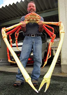 Largest Prints: Japanese Spider Crab (Macrocheira kaempferi)