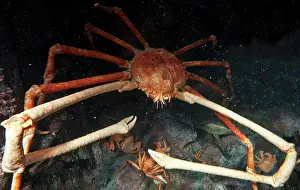 Floor Prints: Japanese Spider Crab (Macrocheira kaempferi)
