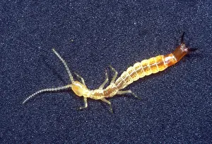 2005 Prints: Japygid Cave Dipluran
