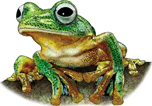 Javan Gliding Frog