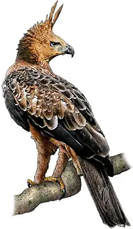 Hawk Prints: Javan Hawk Eagle