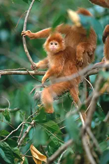 Leaf Prints: Javan langur