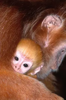 Misc 2 Prints: Javan langur with young