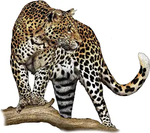 Big Cats Prints: Javan Leopard