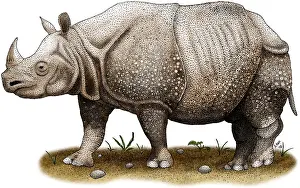 Rhino Prints: Javan Rhinoceros