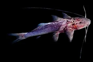 Jello Banded Catfish