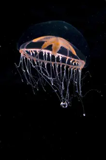 Jellyfish Prints: Jellyfish