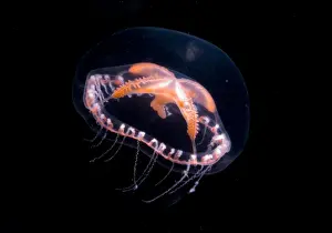 Jellyfish Prints: Jellyfish