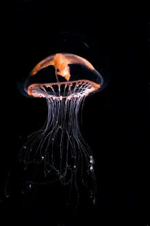 Jellyfish Prints: Jellyfish