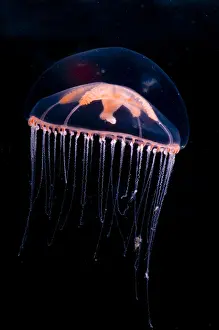 Jellyfish Prints: Jellyfish