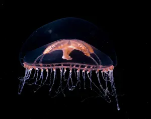 Deep Sea Prints: Jellyfish