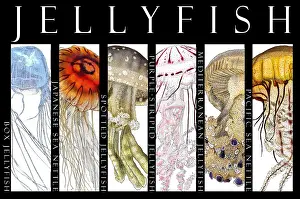 Type Prints: Jellyfish, Poster