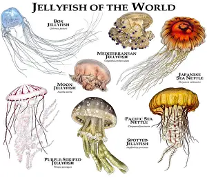 Spotted Prints: Jellyfish of the World