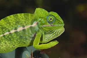 Pattern Prints: Jewel Chameleon