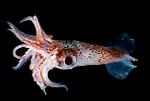 Cephalopod Prints: Jewel Enope Squid
