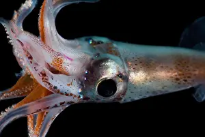 Cephalopod Prints: Jewel Enope Squid