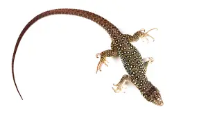 Lizard Prints: Jeweled Lacerta (Lacerta Lepida)