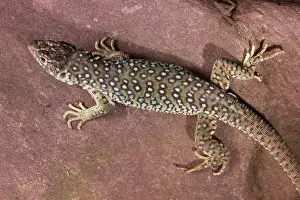 Lizard Prints: Jeweled Lacerta (Lacerta Lepida)