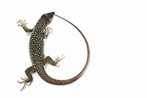 Lizard Prints: Jeweled Lacerta (Lacerta Lepida)