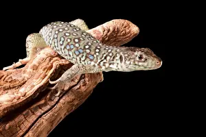 Lizard Prints: Jeweled Lacerta (Lacerta Lepida) on wood