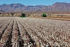 System Prints: John Deere Cotton Pickers harvesting crop
