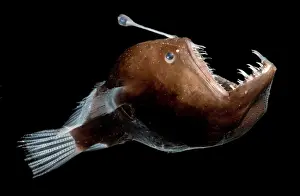 Melanocetus Prints: Johnson's Abyssal Seadevil