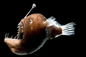 Melanocetus Prints: Johnson's Abyssal Seadevil