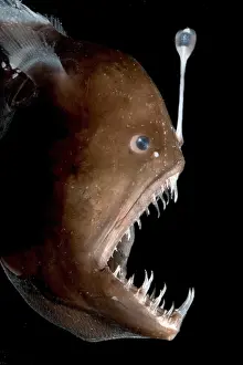 Johnson's Abyssal Seadevil