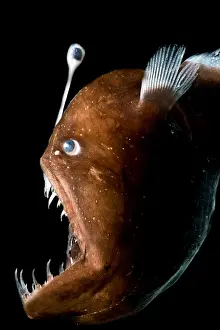 Tooth Prints: Johnson's Abyssal Seadevil
