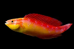 Community Prints: Jordan's Fairy Wrasse