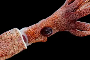 Zooplankton Prints: Joubin's squid (Joubiniteuthis portieri)