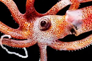 Orange Prints: Joubin's squid (Joubiniteuthis portieri)