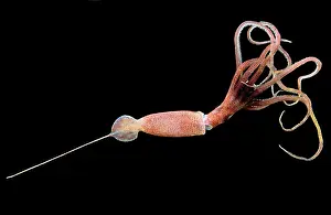 Cephalopod Prints: Joubin's squid (Joubiniteuthis portieri)