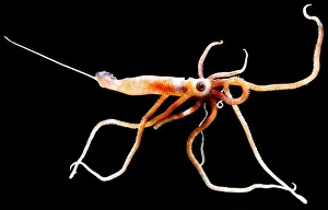 Cephalopod Prints: Joubin's squid (Joubiniteuthis portieri)