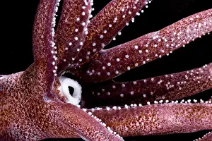 Mexico Prints: Joubin's squid (Joubiniteuthis portieri)