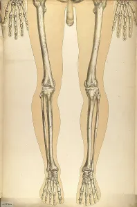 1890s Prints: Julien Bougle, Le corps humain, 1899