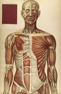 1890s Prints: Julien Bougle, Le corps humain, 1899
