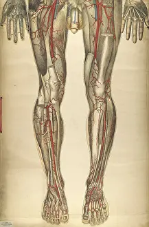 1890s Prints: Julien Bougle, Le corps humain, 1899