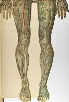 1890s Prints: Julien Bougle, Le corps humain, 1899