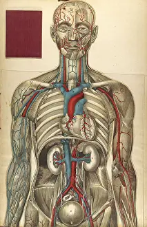 1890s Prints: Julien Bougle, Le corps humain, 1899