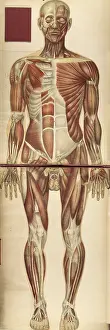 Atlas Prints: Julien Bougle, Le corps humain, 1899