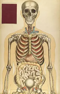 Book Prints: Julien Bougle, Le corps humain, 1899