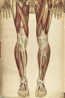 Book Prints: Julien Bougle, Le corps humain, 1899