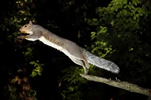 Misc 2 Prints: Jumping Gray Squirrel