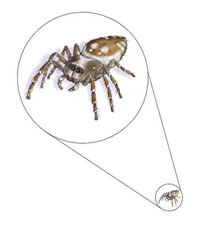 Compare Prints: Jumping Spider (family Salticidae)