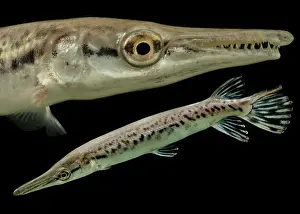 Aligator Prints: Juvenile Alligator Gar (Atractosteus spatula)