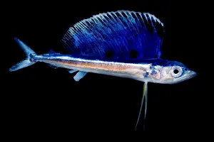 Weed Prints: Juvenile Billfish