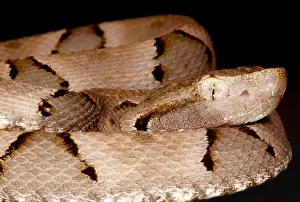 Serpent Prints: Juvenile Brazilian Lancehead